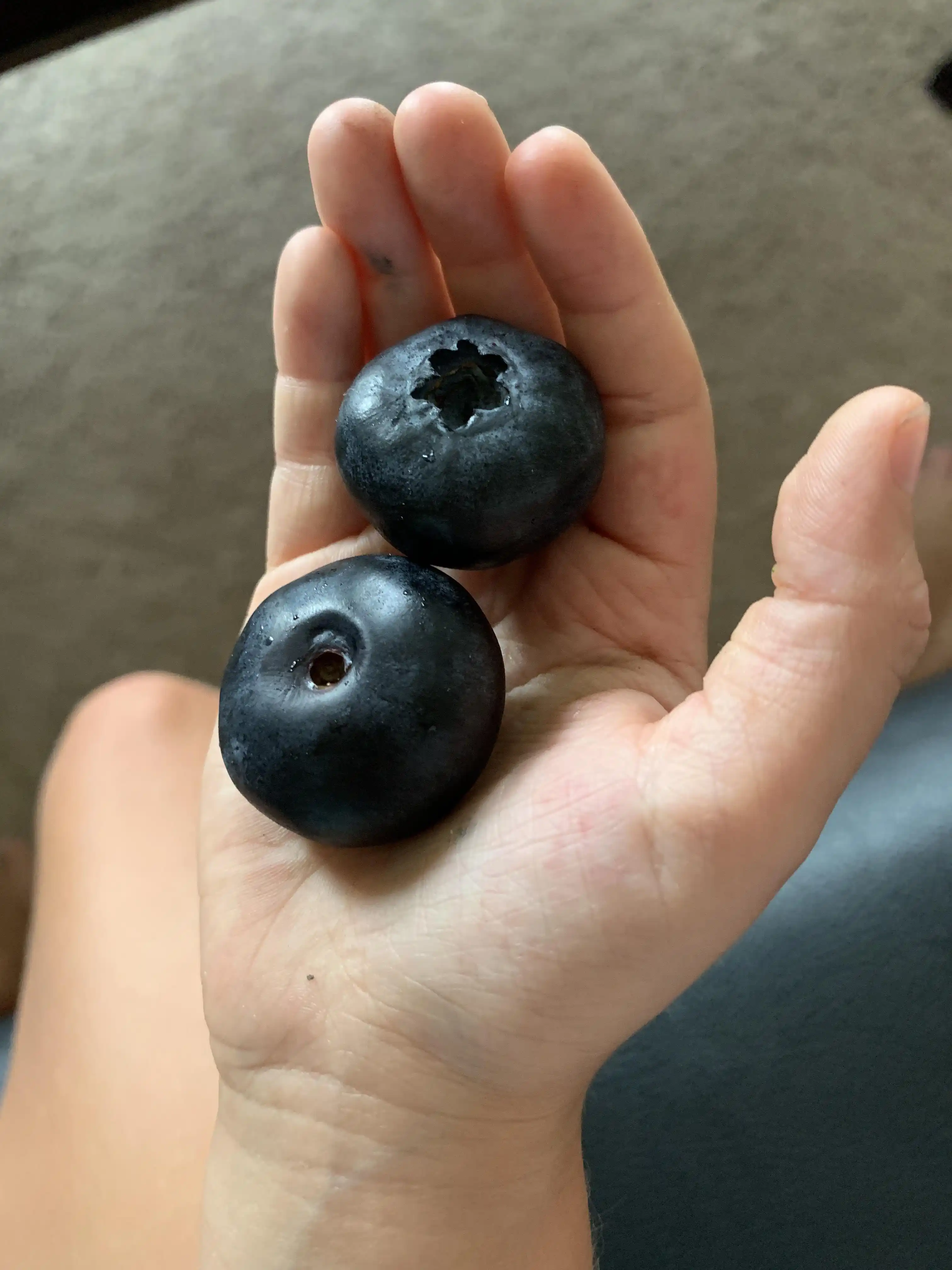 'Giant blueberry' fruit causing a stir in North American market
