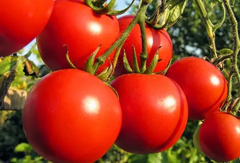 The biggest tomato exporter is Netherlands