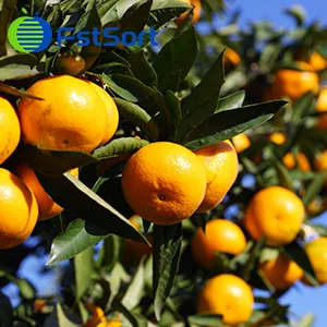 ¡Llegan los cítricos!