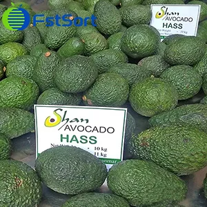 Myanmar avocado to apply for Global Gap certification, actively explore the international market