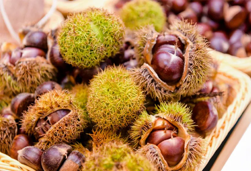 Chestnut grader: Technology helps chestnut industry upgrade