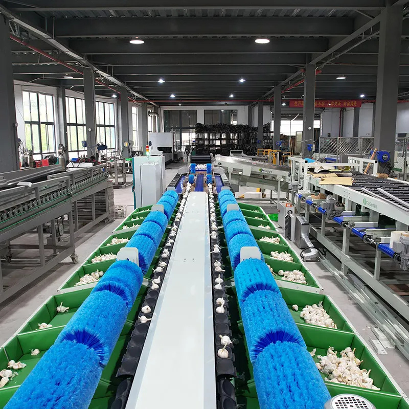 Enfoque en satisfacer las necesidades del consumidor: lÃnea de clasificación de ajo