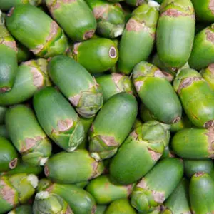 New product Betel nut grading machine