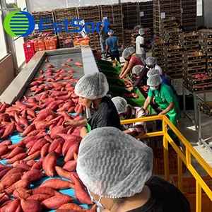 The first large sweet potato sorting plant in Central America