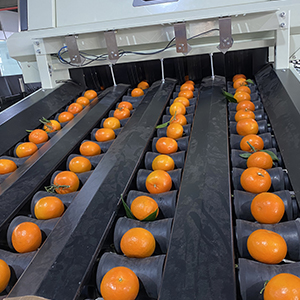citrus sorting machine,grading machine,intelligent selection equipment,citrus weight sorter,citrus grader,citrus grading equipment,FstSort citrus processing equipment,cherry tomatoes, oranges, kumquats, apples, green peppers, sweet potatoes, prunes weight sorting grading machine,Zhengzhou first industry co. ltd sorting technology