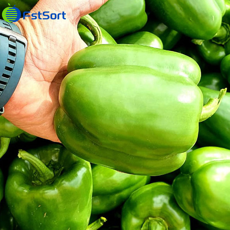 bell pepper sorting machine,bell pepper grading machine,capasicum sorting machine,capasicum sorter,capasicum sizer,capasicum calibrator,bell pepper packing machine,Capsicum packing machine,Pepper Grading Machine,Pepper washing/dry and grading machine ,green pepper sorting machine,Bell Pepper Grading and Packing, bell pepper sorting line,packing machine for pepper,Bell pepper sizing machine,Bell pepper sizer