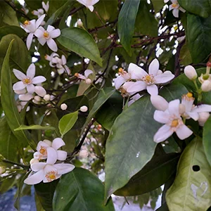 Oranges Are Blooming In Turkey