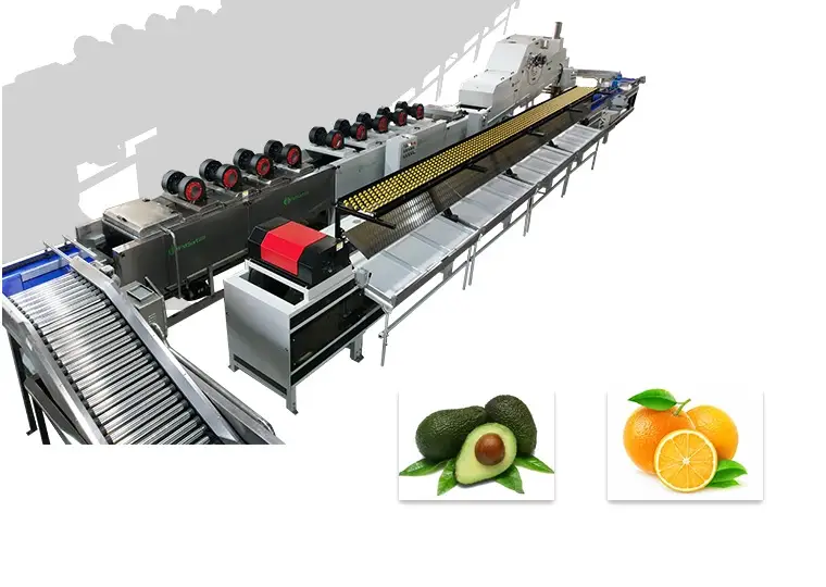 Avocado washing drying waxing sorting packing line installed in Peru