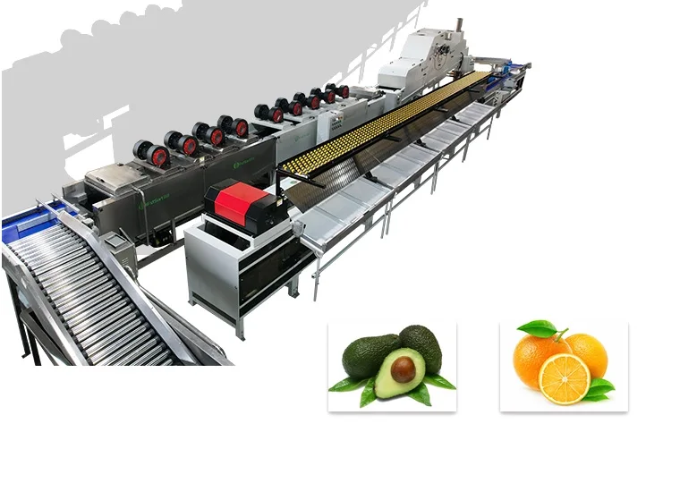 Línea de lavado, secado, encerado y clasificación de aguacates