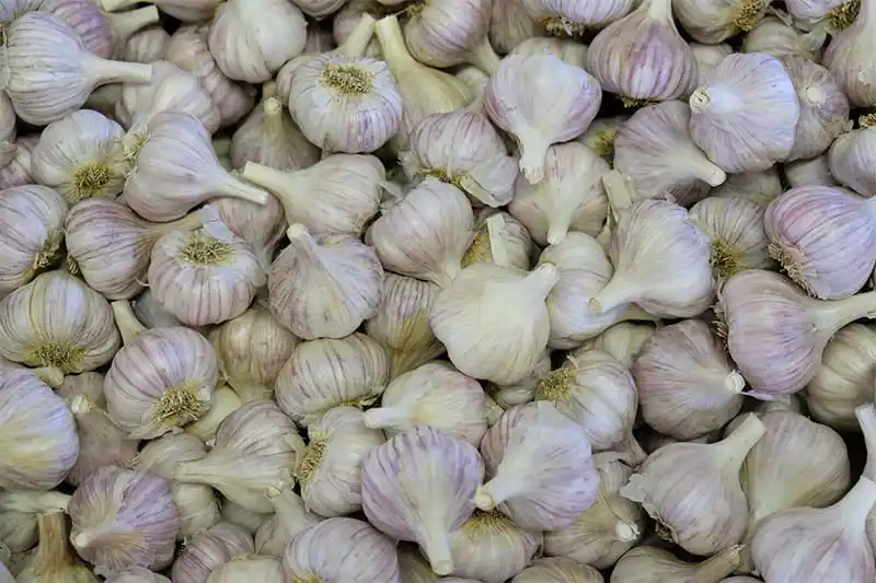 Egyptian garlic grader