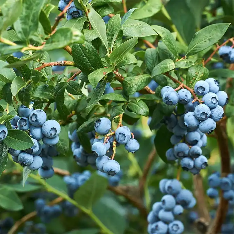 Demand for blueberries is growing in the Netherlands