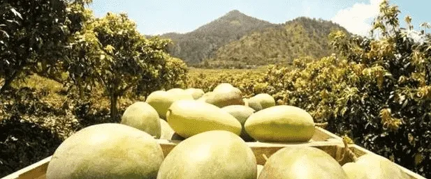 La peor temporada de mango en la historia del Perú