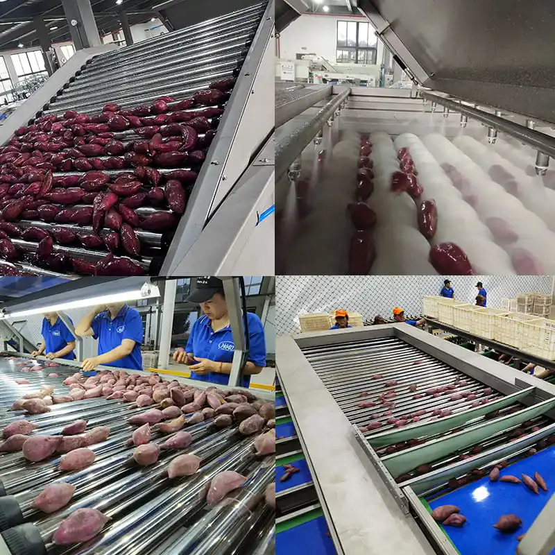 The Zhengzhou Sweet Potato Exhibition: Opening a New Journey for the Sweet Potato Industry