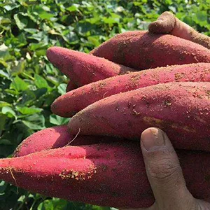How to sort and cure sweet potatoes