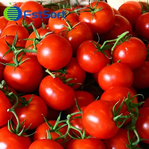 Turkey's tomato harvest is high