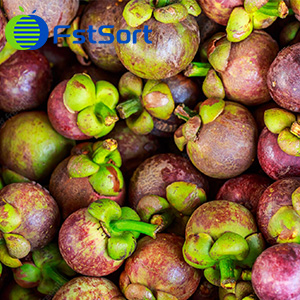 Mangosteen,Thailand ,mangosteen graders,mangosteen sorters，mangosteen grading machine，mangosteen processing machine，mangosteen sorting grading machine，mangosteen sizer，mangosteen sorting equipment,classify mangosteen,manual grading,classification,agriculture，