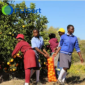 Zimbabwe begins preparations to export citrus to China