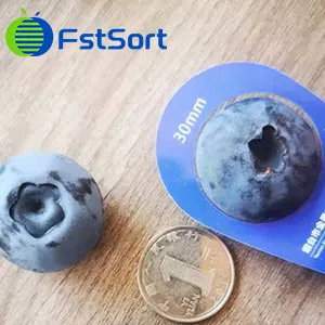 China has become the world's largest blueberry producer, with 26 planting provinces