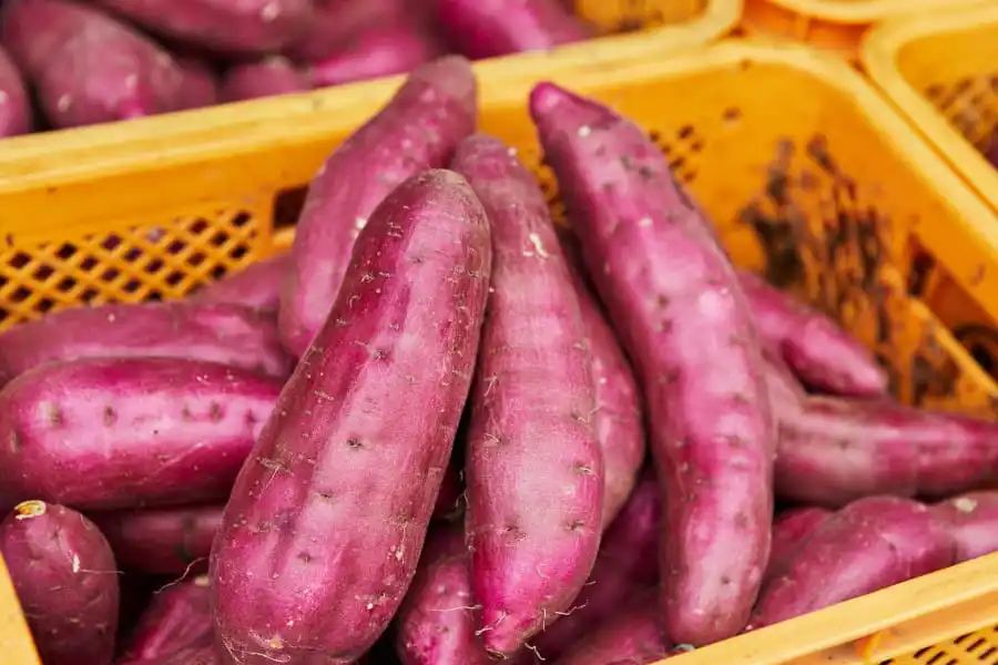 FstSort Sweet Potatoes Washing Drying And Sorting Line Enter Canada Market