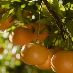 The Spanish citrus crop is expected to grow substantially in the new season