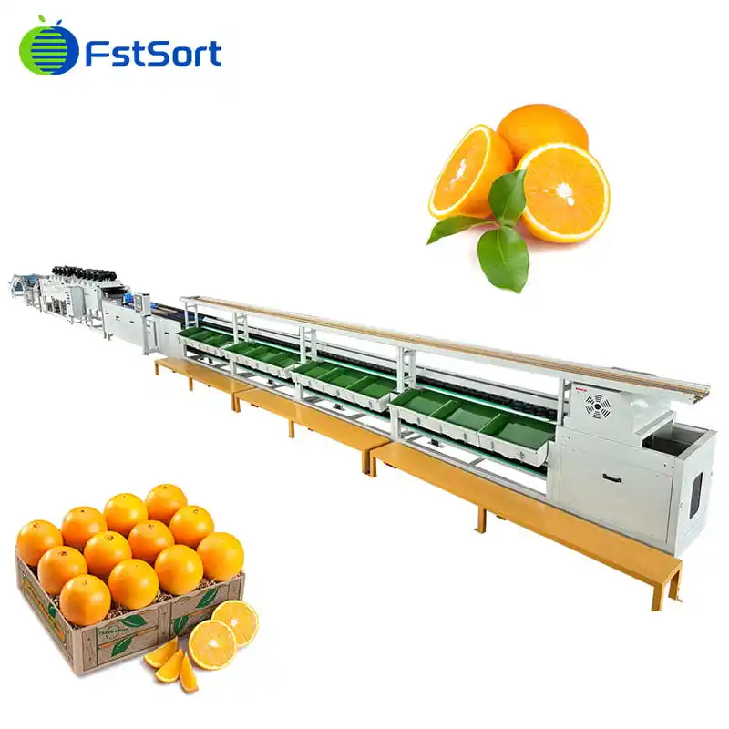 Orange Sorting Line