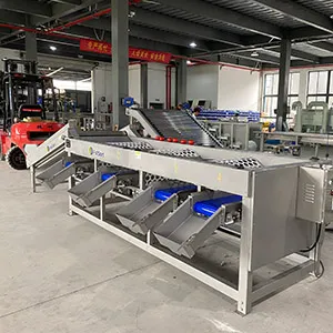 Saffron Corms Sorting Machine