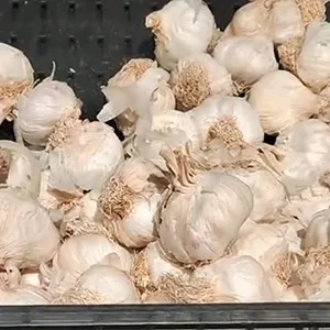 Garlic Market in Australia