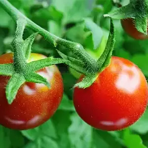 Industry warning: Why should we be careful about using traditional "rollers" when sorting tomatoes?