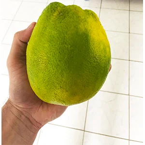 Uninvited Guest On A Small Island In The South Pacific-Citrus Grader