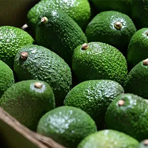 América Latina se fortalece en la industria frutícola a medida que el mercado de la fruta peruana prospera