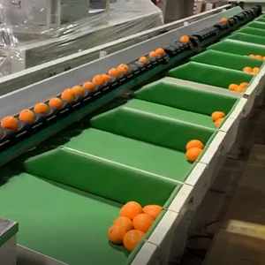 Spanish citrus production is expected to soar