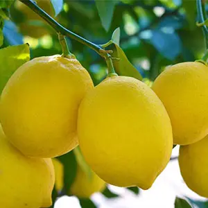 Argentina opens its doors to China with another fruit