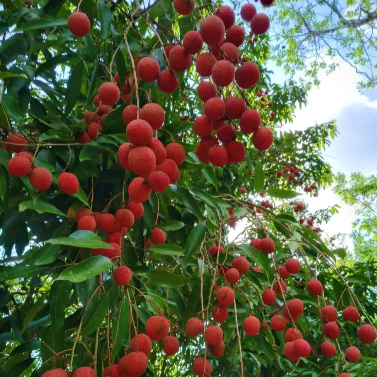 Fstsort's Affordable and Mobile Lychee Grading Machine Empowers Smallholder Farmers in Réunion