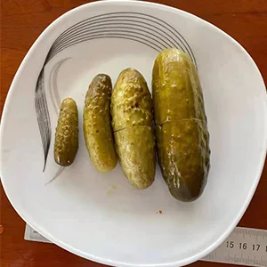 clasificadora de pepino