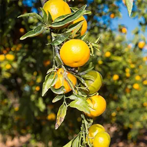 Harvest advice for citrus fruit