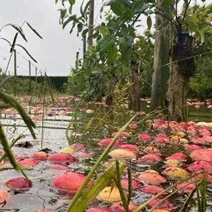 Cyclone Gabrielle destroys New Zealand's apple crop