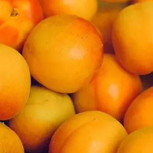 The price of Dunhuang Li Guang apricots is as high as 14 US dollars per kilogram