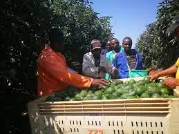 The Opportunity For Kenyan Avocado Exporters To Choose Graders