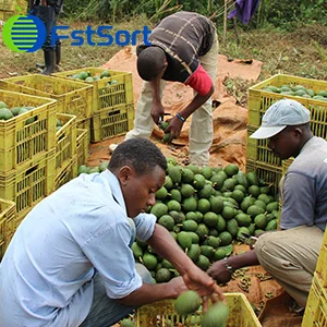 How to sort avocados efficiently for the smallholder farmer in Kenya