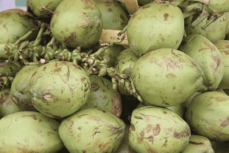 Malaysian coconuts are about to be officially exported to China