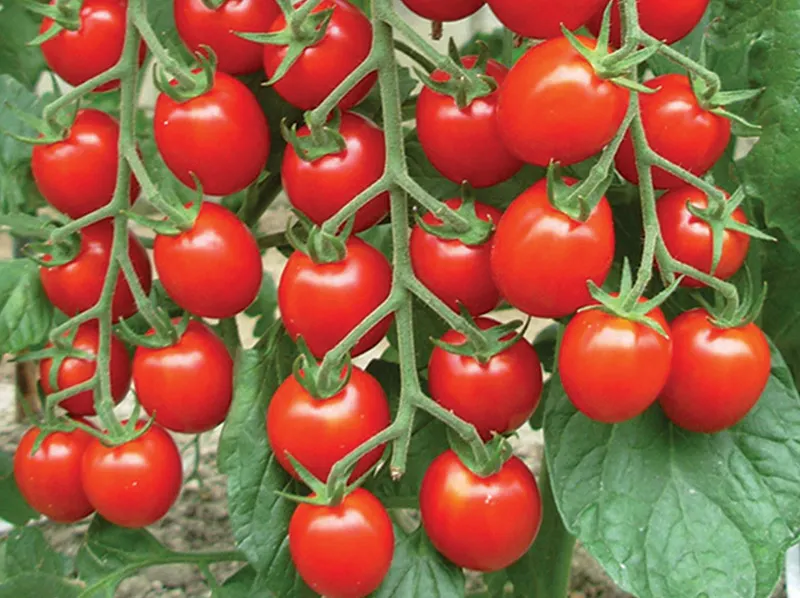 Cherry tomato cleaning, sorting and packaging machine