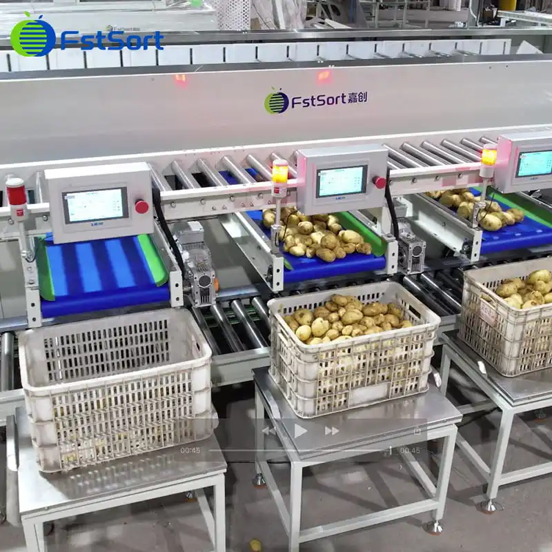 Big capacity potato cleaning and packing line
