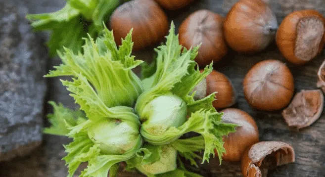Turkey Leads Hazelnut Exports to China, Outpacing US