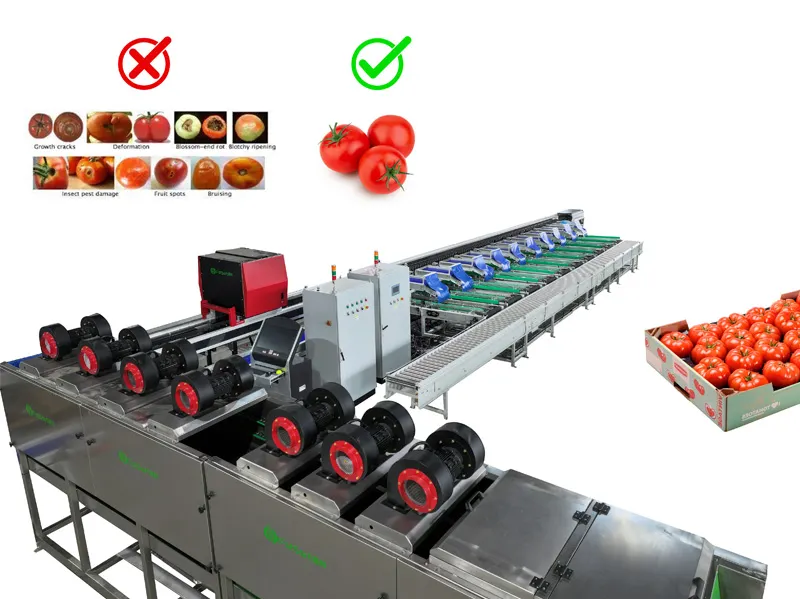 Fstsort tomato sorting technology has made new breakthroughs