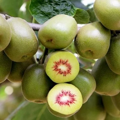 Sichuan kiwifruits are on the market at high prices