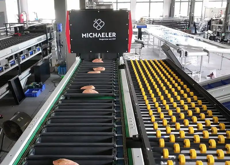 Improving precision and productivity for global sweet potato processors