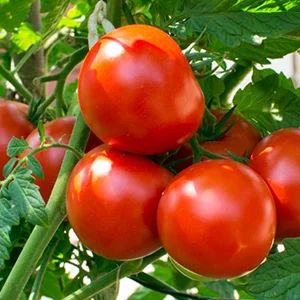 Washing sorting solutions for tomato