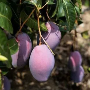 Low prices for small and medium-sized mangoes in Spain