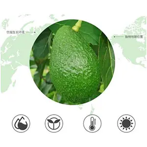 HASS AVOCADOS - Where Are You From