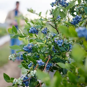 US blueberries are about to be exported to China